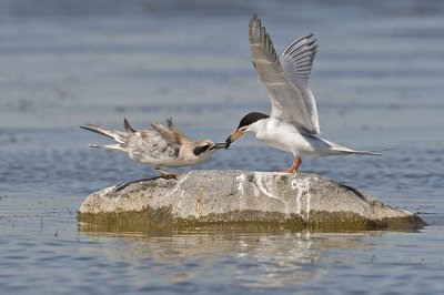 forster's tern 072206_MG_1368