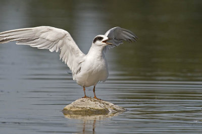 forster's tern 072206_MG_0693