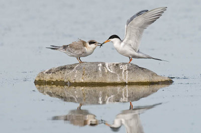 forster's tern 072206_MG_0852