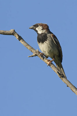 house sparrow 072406_MG_0245