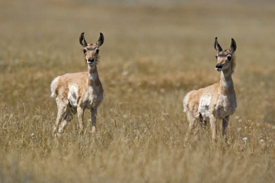 pronghorn 071606_MG_0247