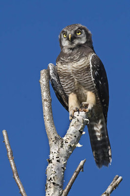 northern hawk owl 070806_MG_0025