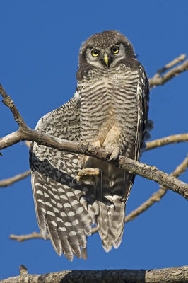 northern hawk owl 070806_MG_0142