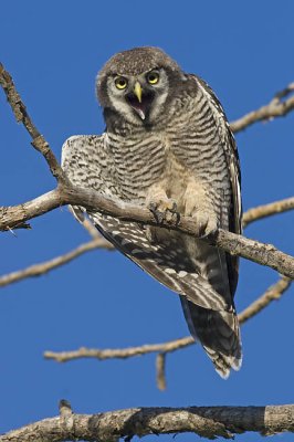 northern hawk owl 070806_MG_0146