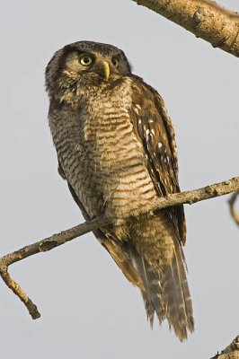 northern hawk owl 072106_MG_0636
