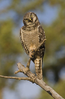 northern hawk owl 072106_MG_0816