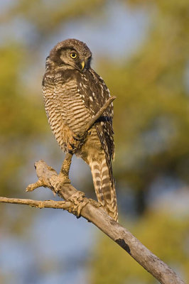 northern hawk owl 072106_MG_0934