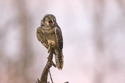 northern hawk owl 072106_MG_0998
