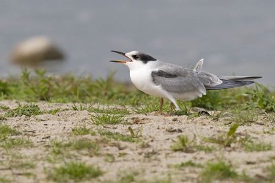 common tern 073006_MG_0368