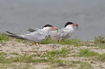 common tern 073006_MG_0383