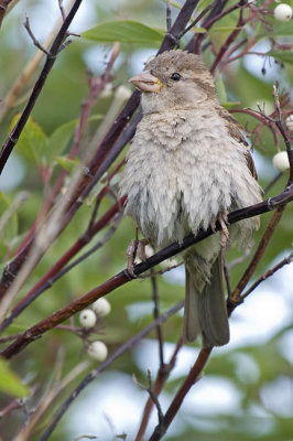 house sparrow 072706_MG_0062