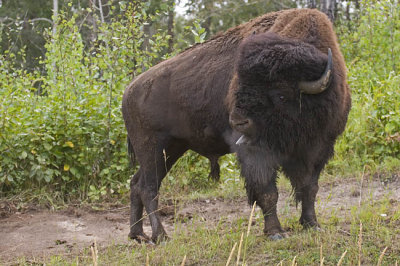 bison IMG_0949