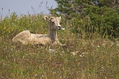 bighorn sheep 080706_MG_1838