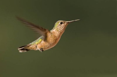 calliope hummingbird 080706_MG_1729