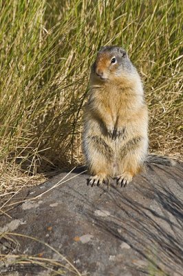 columbian ground squirrel 080506_MG_0034