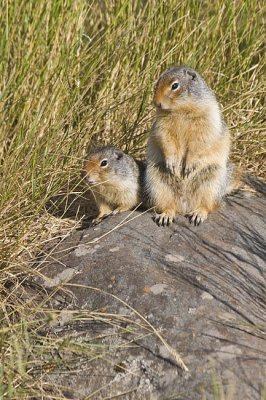 columbian ground squirrel 080506_MG_0036