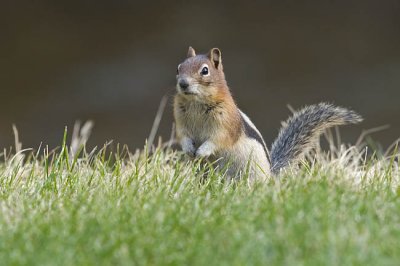 golden-mantled ground squirrel 080606_MG_0694