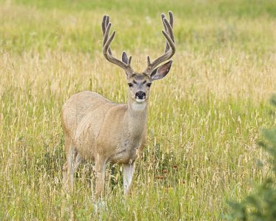 mule deer 080506_MG_0499