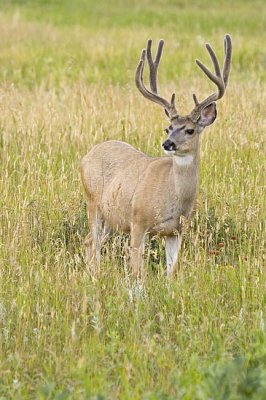 mule deer 080506_MG_0505