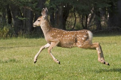 mule deer 080606_MG_0781