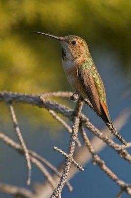 rufous hummingbird 080606_MG_1328