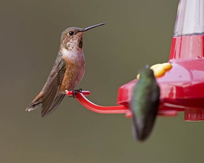 rufous & calliope hummingbirds 080706_MG_1443