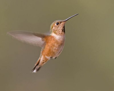 rufous hummingbird 080706_MG_1469