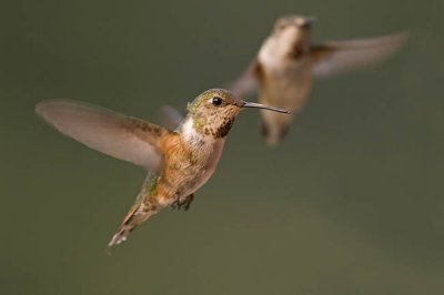 rufous hummingbird 080706_MG_1628