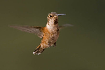 rufous hummingbird 080706_MG_1702