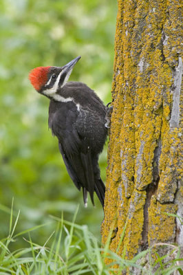 pileated woodpecker IMG_0972