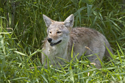 coyote 081206_MG_0613