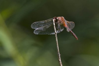 cherry-faced meadowhawk 081206_MG_0049