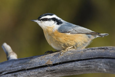 red-breasted nuthatch 121407IMG_0105