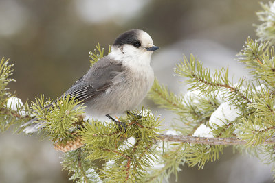 gray jay 121807IMG_0196