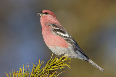 pine grosbeak 121407IMG_0577