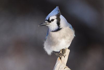 blue jay 121807IMG_0624