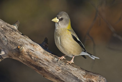 evening grosbeak 121407IMG_0225