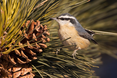 red-breasted nuthatch 122107IMG_0037