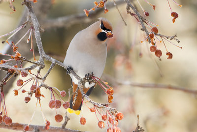 bohemian waxwing 122007IMG_0231