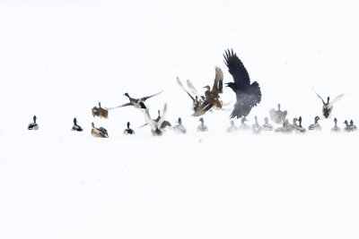 raven attacking mallards 122407IMG_0240