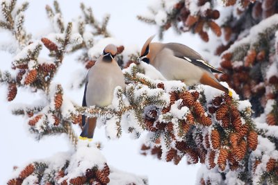 bohemian waxwings 122707IMG_0113