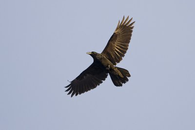 common raven 123107IMG_0559