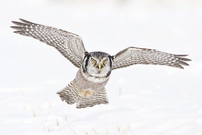 northern hawk owl 123007IMG_0088
