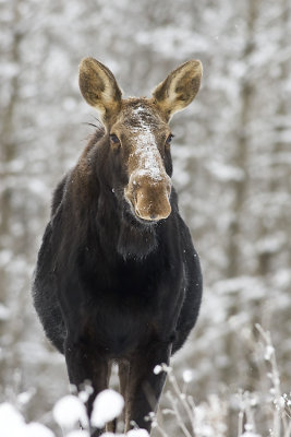 moose 010108_MG_0044