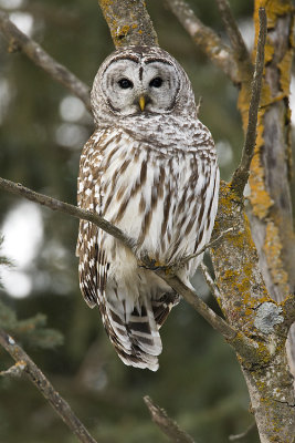 barred owl 010608IMG_0297