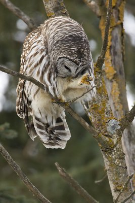 barred owl 010608IMG_0266