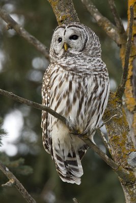 barred owl 010608IMG_0196