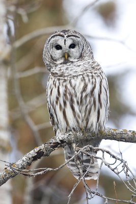 barred owl 010608IMG_0098