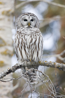 barred owl 010608IMG_0084