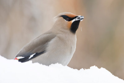 bohemian waxwing 010708IMG_0182